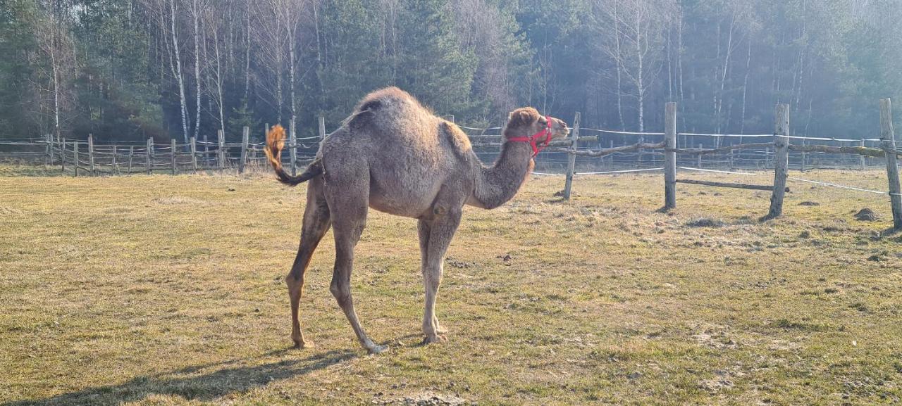 Pensjonat Przy Stajni Kierzkowo  المظهر الخارجي الصورة