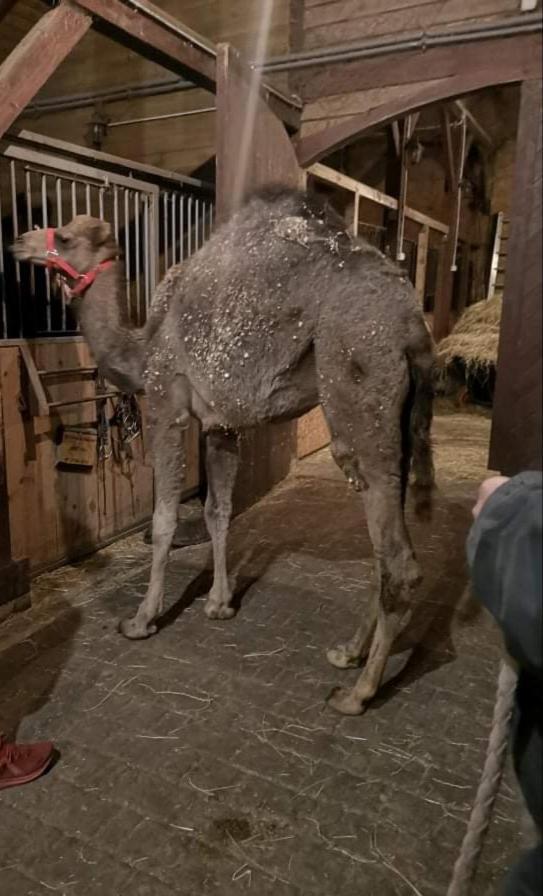 Pensjonat Przy Stajni Kierzkowo  المظهر الخارجي الصورة