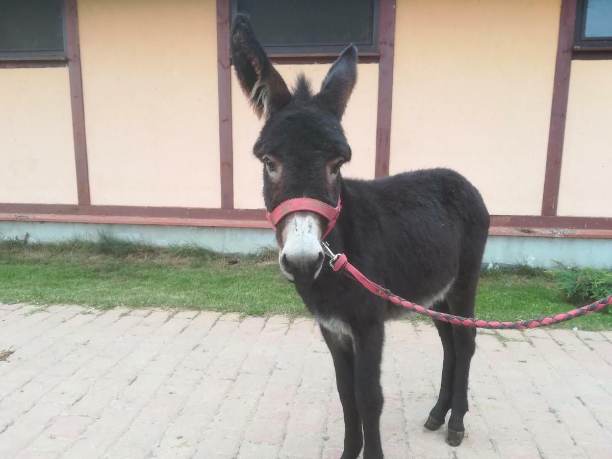 Pensjonat Przy Stajni Kierzkowo  المظهر الخارجي الصورة